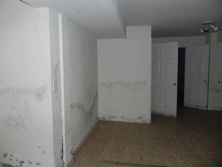 Mold-Damage-768×576